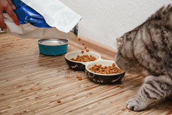 Pet owner poring cat bowl by dry cat food