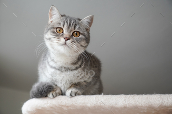silver tabby british shorthair cat kitten perching on top of cat condo
