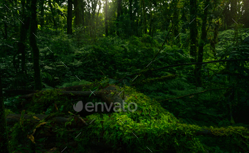 Dense dark green trees forest with rays of sunlight. Forest ecosystem. Biodiversity of the forest.