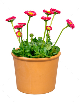 Isolated blooming bellis flowers in a flower pot