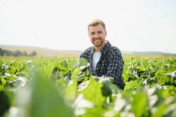 Farmer checking the quality of the sugar beets