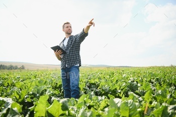 Farmer checking the quality of the sugar beets