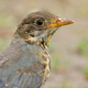 Melodious Calling Of A Karoo Thrush - AudioJungle Item for Sale