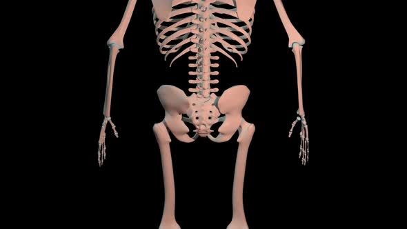 Iliacus Muscles Full Roration Loop alt