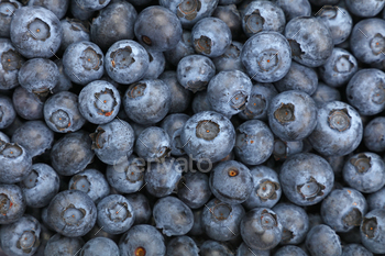 Background of fresh blueberry close up