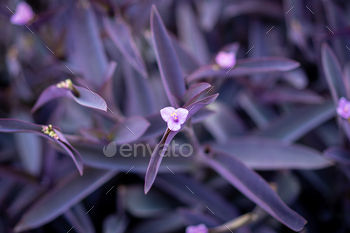 Setcreasea purple heart. Beautiful purple vegetation background.