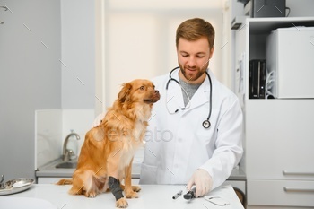 Dog with veterinarians in clinic.