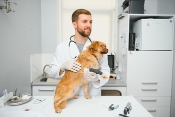 Dog with veterinarians in clinic.