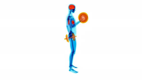 4K anatomy of a X-ray man doing Biceps Curls