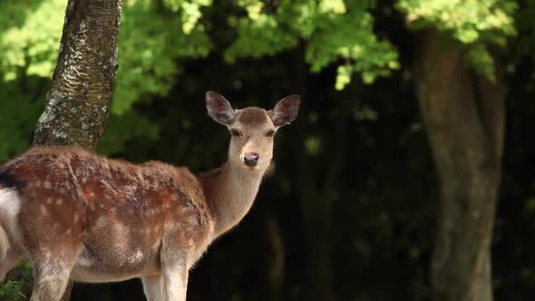 Wildlife Deer in Nara Japan