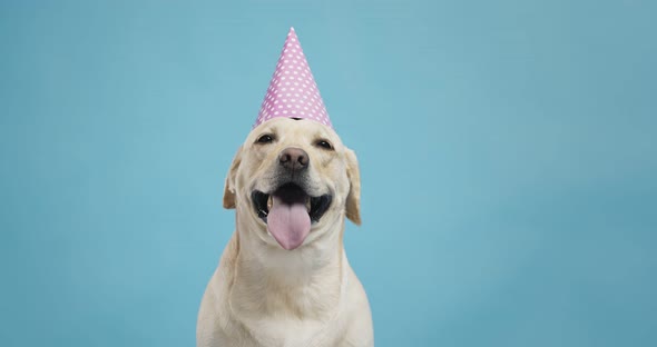 Portrait of Adorable Labrador Dog in Birthday Hat, Looking for Treat, Blue Background