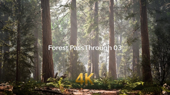 Forest Pass Through 4K 03