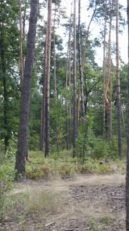 Vertical Video of a Beautiful Natural Landscape in the Forest During the Day