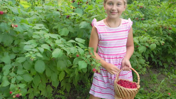 Girl Picks Raspberries