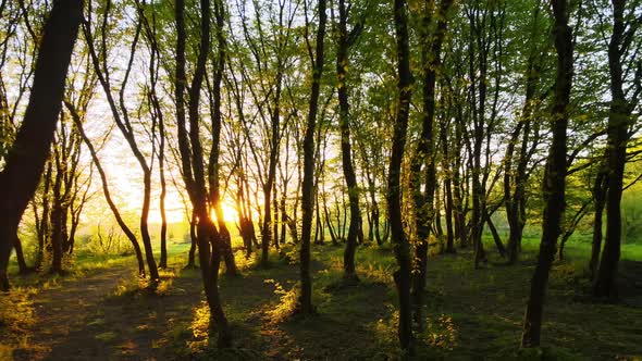 Drone Footage of Dense Evening Woods with Tall Trees and Bright Yellow Sunlight Shining Between