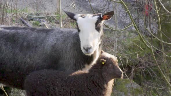 Norwegian breed sheep and lamb