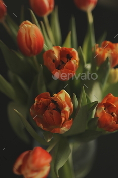 Red and yellow tulips bouquet