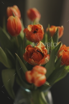 Red and yellow tulips bouquet