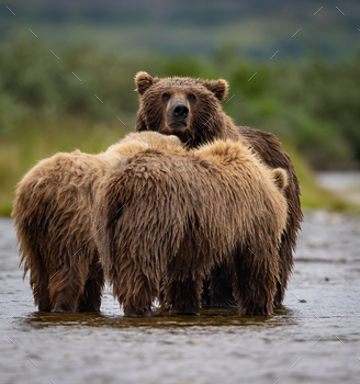 Brown Bear Fishing for Salmon in Alaska