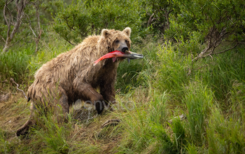 Brown Bear Fishing for Salmon in Alaska