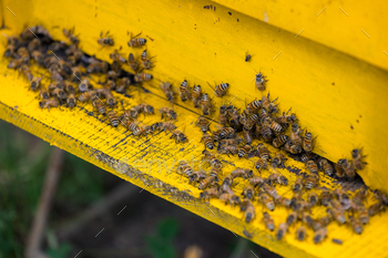 Bees in open bee hive box