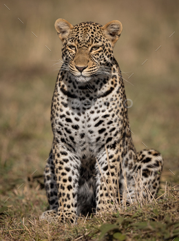 Leopard on Safari in Africa