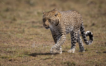 Leopard on Safari in Africa