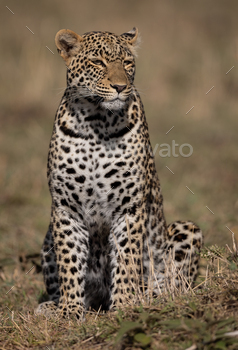 Leopard on Safari in Africa