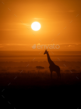Giraffe on Safari in Africa