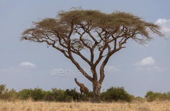 Giraffe on Safari in Africa