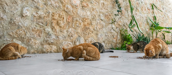 Colony of cats feeding. Wild cats living outdoors. A group of stray cats eating the dry cat food tha