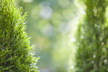 Closeup of green christmas leaves of thuja tree on green bokeh background.