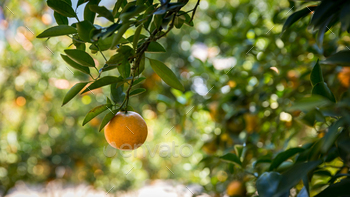 Ripe and fresh oranges hanging on branch,