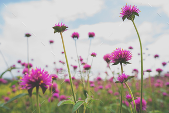 Cosmos flowers vintage style for wallpaper and background.