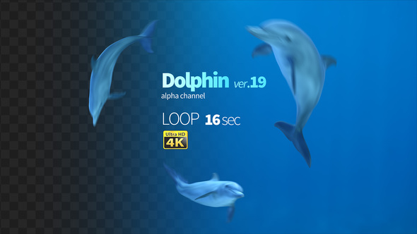 Dolphin 19 alt