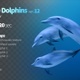 Three Dolphins 12 - VideoHive Item for Sale
