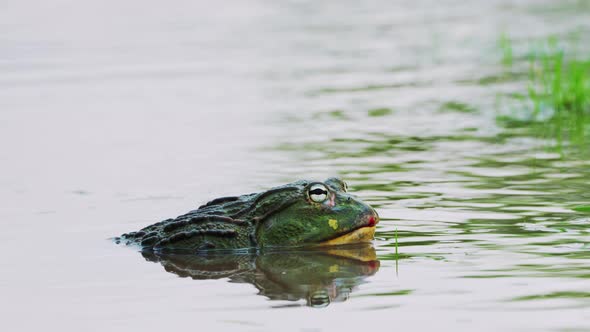 African Bullfrog With Green Warty Skin In Central Kalahari Game Reserve, Botswana. Close Up, Sidevie