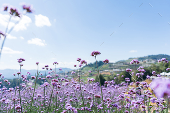 Blooming verbena field is a purple flower blooming
