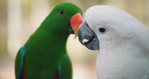 Eclectus parrot and white cockatoo playing with each other, shallow focus