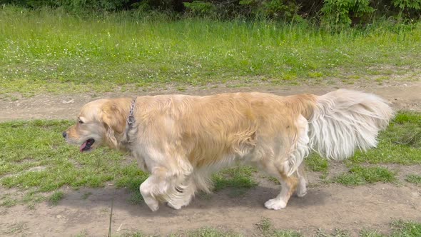 Golden Retriever in Field