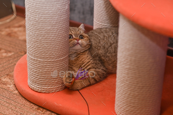 the cat is playing with a toy on the cat furniture.