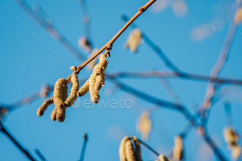 Hazel flower