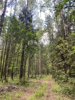 beautiful forest landscape. dense mixed forest in summer