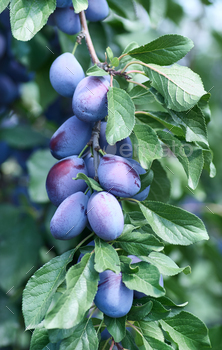 Ripe plums on the tree