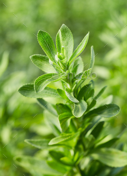 Stevia plant in closeup