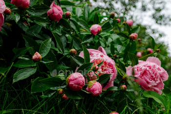 Pink peony flowers blooming on the background of pink peonies. Peony garden.