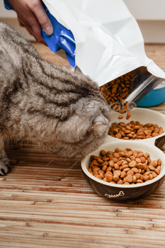 Pet owner feeds cat dry cat food