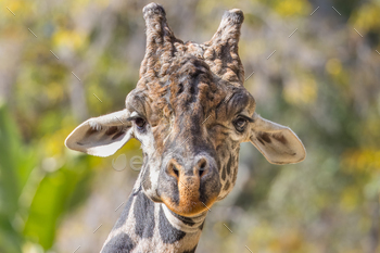 Closeup portrait of a giraffe making eye contact with the camera
