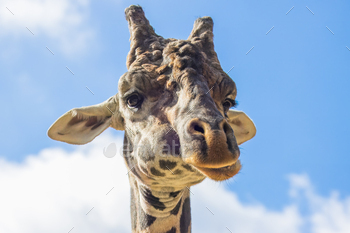 Funny portrait of a giraffe making eye contact with the camera