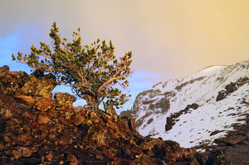 Cypress tree sprouting from rocky terrain against a snowy mountain backdrop.